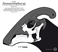 Parasaurolophus (SMP VP-1090)