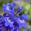 Flowers of Penstemon leonardii