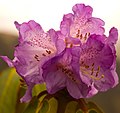 树形杜鹃 Rhododendron arboreum