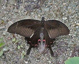 Dorsal view