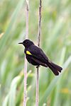 Yellow-winged blackbird