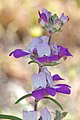 Collinsia heterophylla is also known by the common name Chinese Houses.