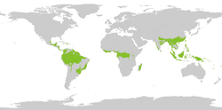 全球热带及副热带雨林分布