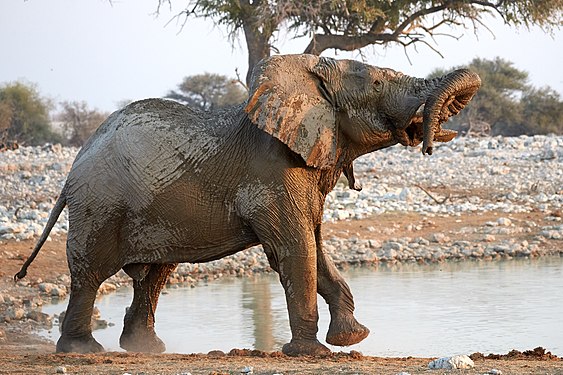 African bush elephant (loxodonta africana) bull trunk acrobatics in Okaukuejo waterhole in Etosha National Park Namibia