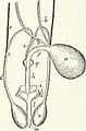 Male genitourinary system