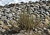 five-horn smotherweed (Bassia hyssopifolia)