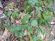 Several large, thorny, purple vines with green leaves. The ground below is covered in gravel, grass, and dead leaves and vegetation.