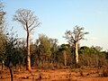 Plants of Adansonia za