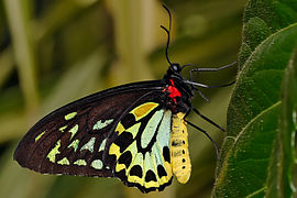 Cairns Birdwing, the largest butterfly in Australia.