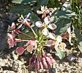 Camissonia boothii