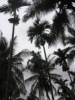 Coconut plantation Near Tiptur, Karnataka, India