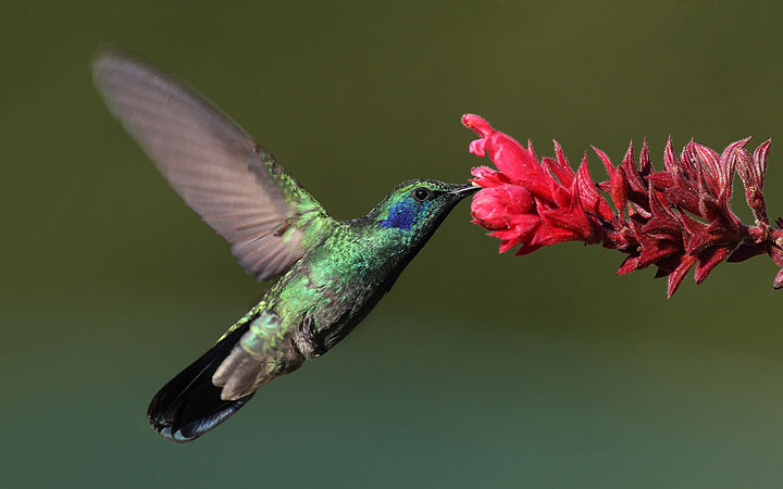 Hummingbird