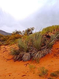 Coral Pink Sand Dunes State Park