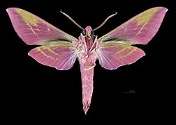 Male Deilephila elpenor macromera, ventral view