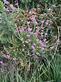 Erica cinerea