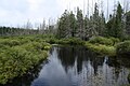Headwaters Wilderness in the Nicolet National Forest
