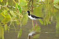 Hawaiian Stilt (subspecies of black-winged or sometimes black-necked or a separate species)