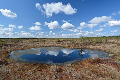 Bog pool in Koitjärve bog, Estonia