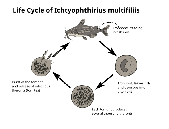 Simplified scheme of the life cycle of the fish parasite Ichthyophthirius multifiliis
