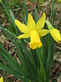 Narcissus 'February Gold' close-up