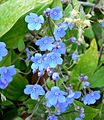 Omphalodes cappadocica