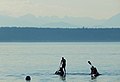 Paddleboarding is a popular outdoor activity in the Key Peninsula, photo taken in Fox Island, Washington.