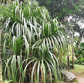 Pandanus sechellarum, growing in the Botanical Garden