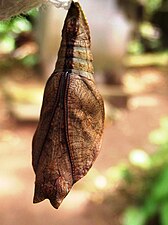 Pupa