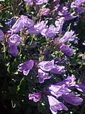 Flowers of Penstemon ellipticus