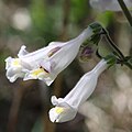 Flowers of Penstemon tenuiflorus