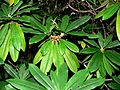 Rhododendron calophytum