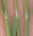 Pointed ligules 4–10 mm (0.2–0.4 in.) long