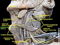 Sternothyroid muscle