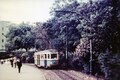 Tram in Belmore Park, 1955
