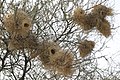 White-browed Sparrow-weaver nests, photographed in the Okovango Delta of Botswana, Africa.