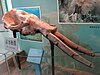 甘肃省博物馆展出的轭齿象头骨