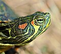 Intergrade of red-eared slider × yellow-bellied slider