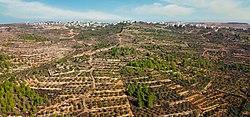 Beit Surik and its fields