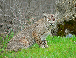 Lynx rufus