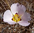 Calochortus flexuosus