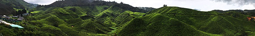A tea plantation in the Cameron Highlands, Malaysia