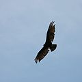 小黃頭美洲鷲（英語：Lesser yellow-headed vulture）