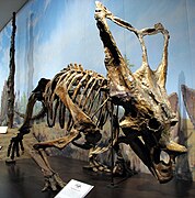 于省立恐龙公园发现的开角龙化石