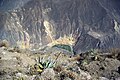 Colca Canyon