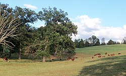 Herefords in East Township