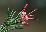 Grevillea rosmarinifolia