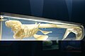 The skeleton of a kitefin shark, a cartilaginous fish