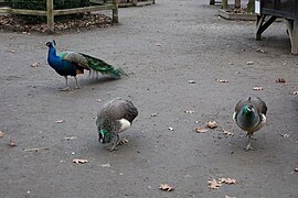 Magnolia Plantation Zoo