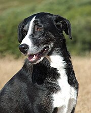 Black dog sitting