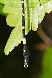 male (appendages)